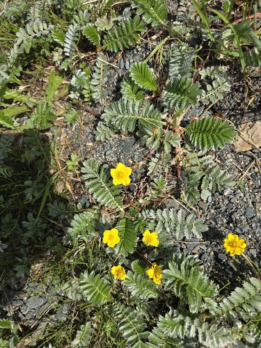 common silverweed