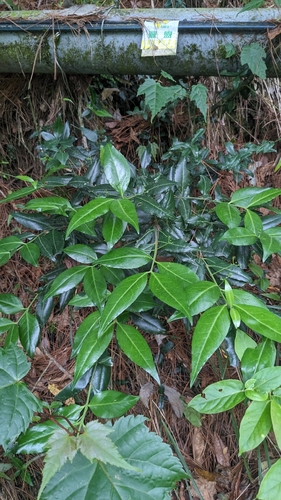 Euonymus spraguei, photograph 2