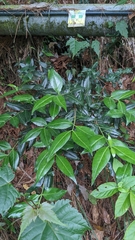 Euonymus spraguei, photograph (c) 許文俊, some rights reserved (CC BY-SA)