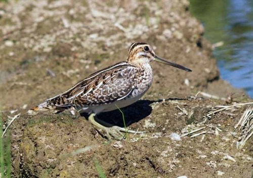 Common Snipe