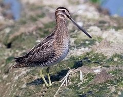 Common Snipe photo 3