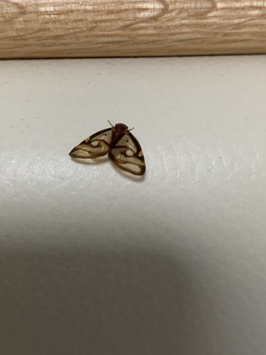 Euricania ocellus
