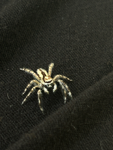 Gray Wall Jumping Spider