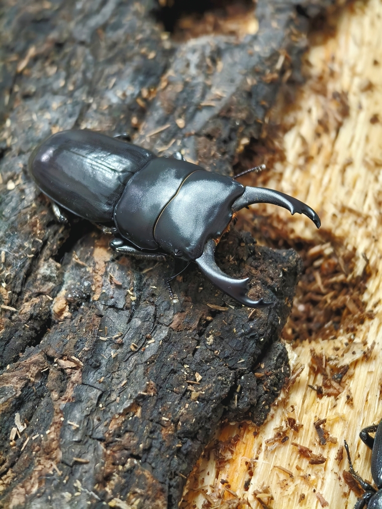 Dorcus menba