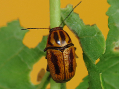 Cryptocephalus castaneus