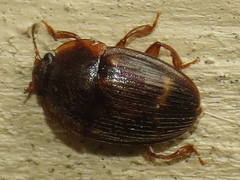 Stelidota geminata