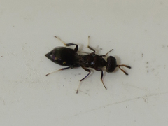 Chalcidoidea