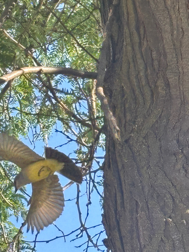 Western Kingbird