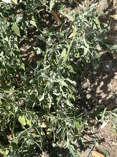 Common Lambsquarters