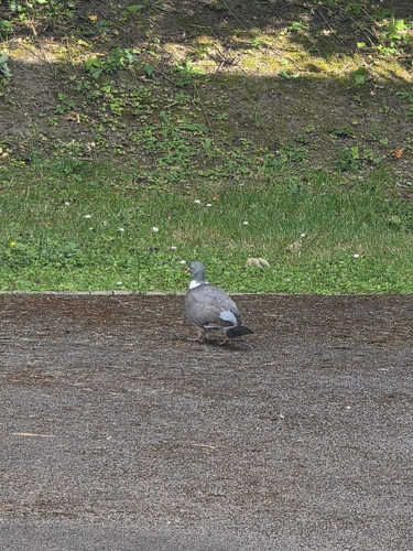 Common Wood-Pigeon