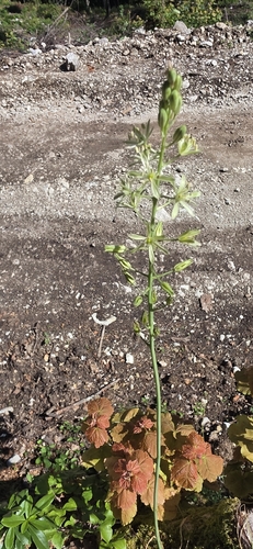 Ornithogalum pyrenaicum, photograph 3