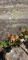 Ornithogalum pyrenaicum, photograph (c) Vincenzo Lattanzi, some rights reserved (CC BY)