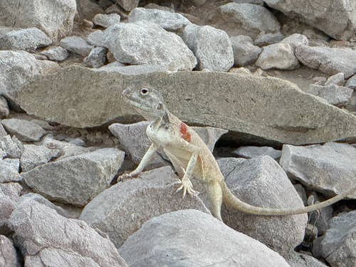 Hajar Rock Agama