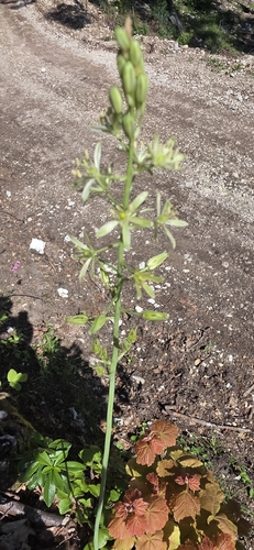 Ornithogalum pyrenaicum, photograph 5
