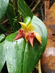 Pleurothallis siphoglossa