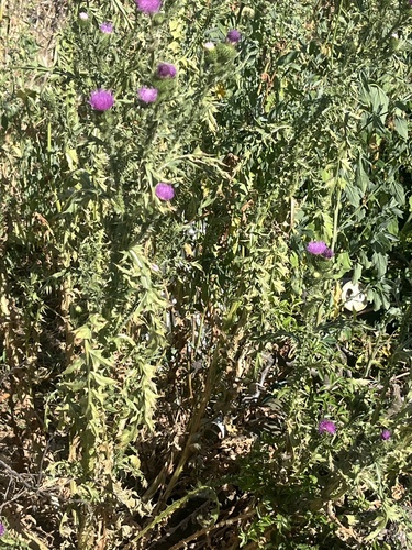 Broad-winged Thistle