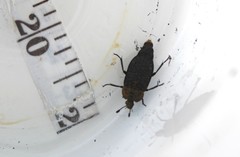 Thanatophilus lapponicus