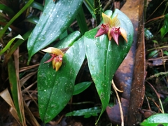 Pleurothallis siphoglossa