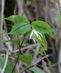 Disporum smilacinum