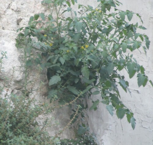 Solanum lycopersicum