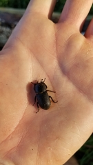 Dorcus parallelipipedus