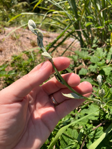 Ipomoea macrorhiza, photograph 6