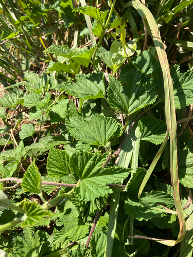 Ipomoea macrorhiza, photograph 5