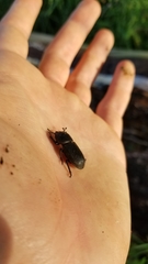 Dorcus parallelipipedus