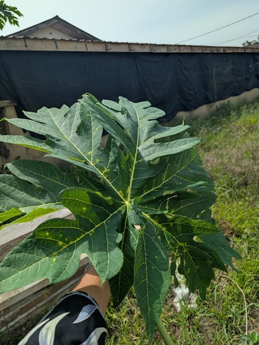 Papaya