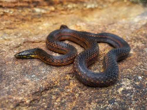 De Silva's Rough-sided Snake
