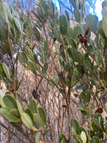 Gastrolobium parviflorum, 2026-05-16
