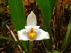 Maxillaria grandiflora