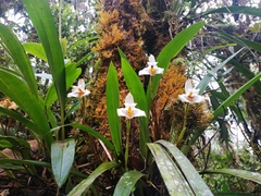 Maxillaria grandiflora