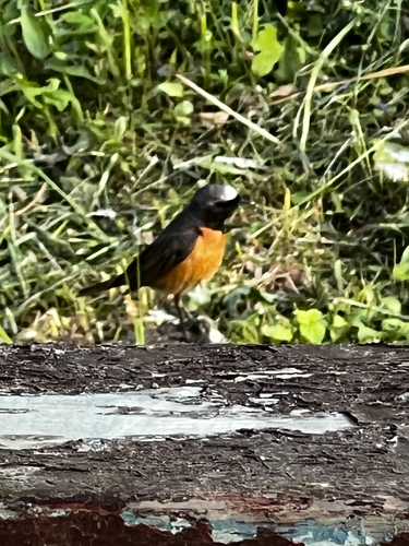 Common Redstart