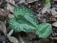 Asarum nipponicum