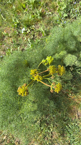 Prangos ferulacea, photograph 1