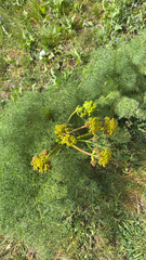 Prangos ferulacea
