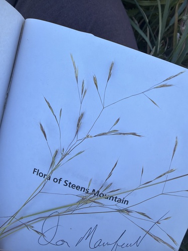 Deschampsia danthonioides, 2026-06-17
