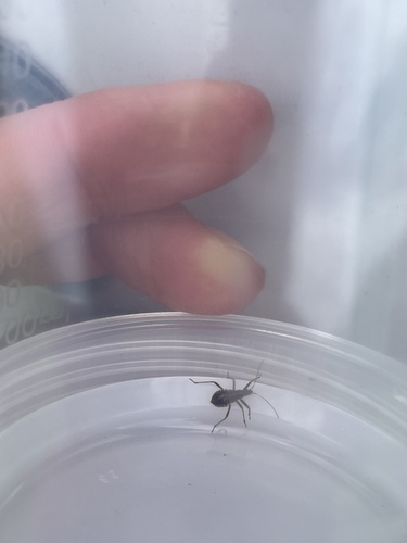 Tree Damsel Bug