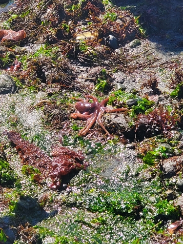 East Pacific Red Octopus photographed in Washington