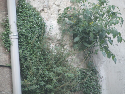 Solanum lycopersicum