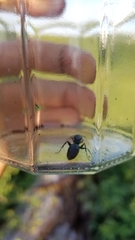 Camponotus