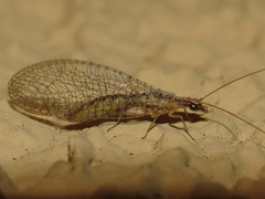 Eremochrysa punctinervis