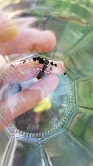 Camponotus