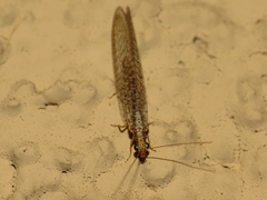 Eremochrysa punctinervis