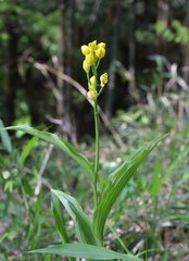 Cephalanthera falcata