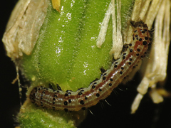 Chloridea virescens