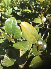 Camellia japonica