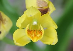 Cephalanthera falcata