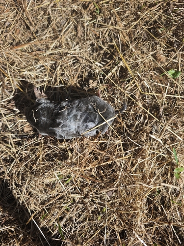 European Mole